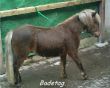 Pony Badetag