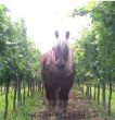 Arbeiten im Weinberg